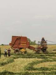 Shen Ning Ran Bo Jin