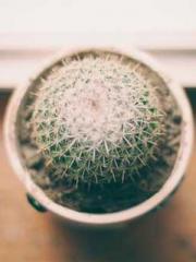 One Pregnancy, Two B