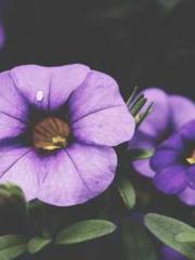 King of Nine Profoun