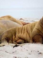 Fu Zi Mo Qin Luo Yan