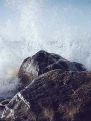 My pets are all amaz